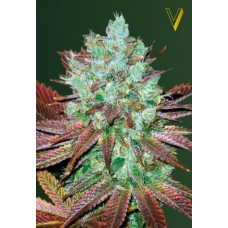 Семена конопли Auto NHL Diesel (Auto NYV Diesel) Автофеминизированные Victory seeds